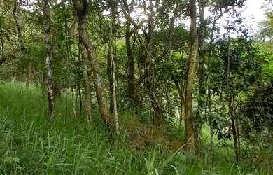 Imagem 13: Terreno 1800 m² topografia aclive leve, na frente poucas árvores, nos...