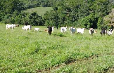 Imagem 8: Sítio / Fazenda 11,8242 ha próxima a Jeriquara- SP