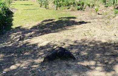 Imagem: A fazenda está localizado em Tinga, Nova Friburgo à venda