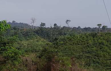 Imagem: A fazenda possui 60m² de Área e está localizado em Anapu