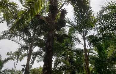 Imagem 2: Vende-se fazenda. 1.200.000m² de Área