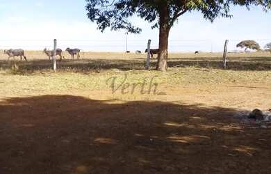 Imagem 11: Fazenda à Venda 472 Hectares Unaí - MG