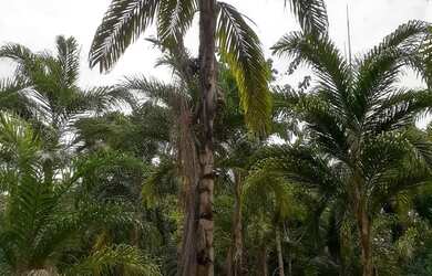 Imagem 3: Vende-se fazenda. 1.200.000m² de Área