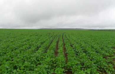 Imagem 2: Fazenda à Venda 472 Hectares Unaí - MG