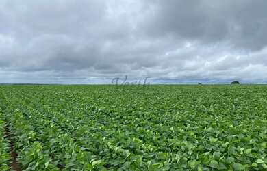 Imagem 5: Fazenda à Venda 472 Hectares Unaí - MG