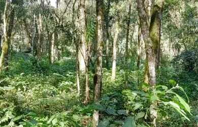 Imagem 5: Área de terra bairro Linha Olinda, Nova Petropólis.RS REF 246