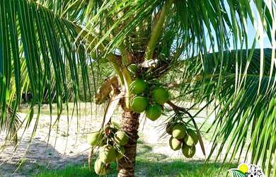 Imagem 7: Fazenda de Coco Verde à Venda na Bahia Fazenda de Aquicultura Maricultura...