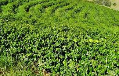 Imagem: A fazenda possui 22m² de Área e está localizado em Centro