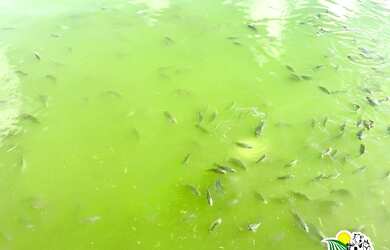 Imagem 6: Fazenda de Coco Verde à Venda na Bahia Fazenda de Aquicultura Maricultura...