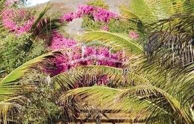 Imagem 9: Maravilhoso sítio na estrada da produção a 12 km de Moc todo formado