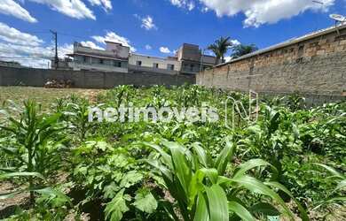 Imagem: O terreno possui 258m² de Área e está localizado em Vila