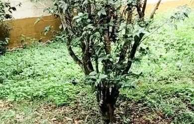 Imagem 14: Casa para venda e locação, Jardim dos Pinheiros, Atibaia, SP