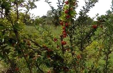 Imagem: O terreno possui 3000m² de Área e Imóvel novo e está localizado