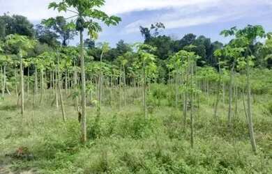 Imagem 13: Sítio no Novo Airão kM 04