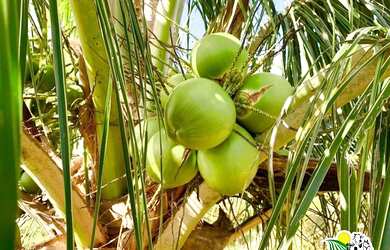 Imagem 4: Fazenda de Coco Verde à Venda na Bahia Fazenda de Aquicultura Maricultura...
