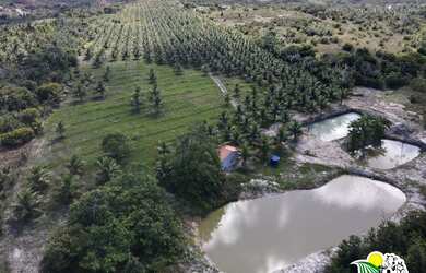 Imagem 16: Fazenda de Coco Verde à Venda na Bahia Fazenda de Aquicultura Maricultura...