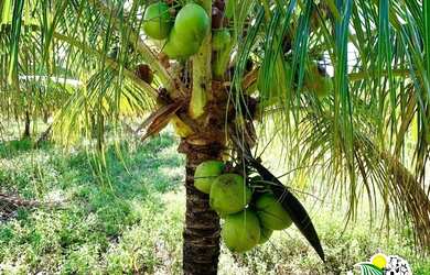 Imagem 5: Fazenda de Coco Verde à Venda na Bahia Fazenda de Aquicultura Maricultura...