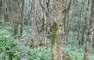 Imagem 9: Área de terra bairro Linha Olinda, Nova Petropólis.RS REF 246