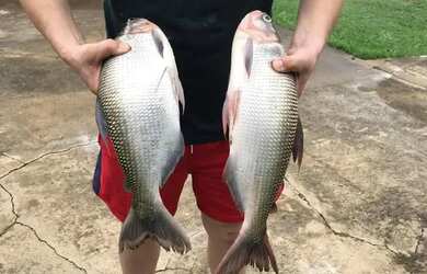 Imagem 8: Chácara de 8 alqueires em bela vista de Goias. 4 milhões avista
