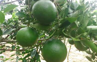 Imagem 10: Linda chacara com ribeirao casa pitoresca apenas 123 mil.reais