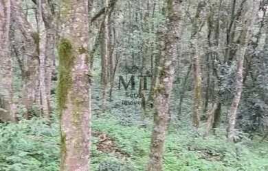 Imagem 2: Área de terra bairro Linha Olinda, Nova Petropólis.RS REF 246