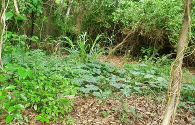 Imagem 15: Chácara 2.660 metros valor 430.000