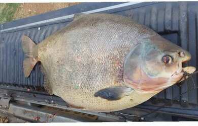 Imagem: O terreno possui 20.000m² de Área e está localizado em Setor