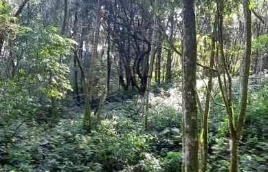 Imagem 8: Área de terra bairro Linha Olinda, Nova Petropólis.RS REF 246