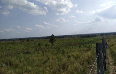Imagem 5: Fazenda 450 hectares documentada dupla aptidão por R$30 mil o alqueire