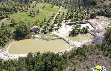 Imagem 3: Fazenda de Coco Verde à Venda na Bahia Fazenda de Aquicultura Maricultura...