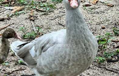 Imagem 14: Sítio km 45 de Novo Airão, Igarapé de água corrente, Luxo