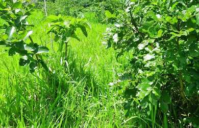 Imagem 14: Sitio 22 hectares valor 195.000