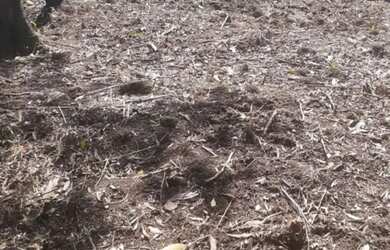 Imagem 7: Vende-se terreno Para sítio em Aruja