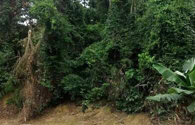 Imagem: O terreno possui 440m² de Área e está localizado em Freguesia