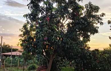 Imagem 5: Chácara em Guapó. 3.000m² de Área