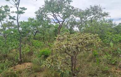 Imagem 14: Fazenda 2.750 hectares valor 8.250.000