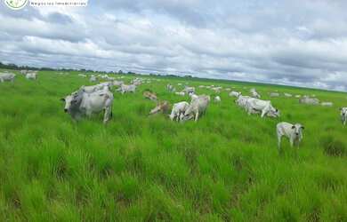 Imagem 5: FAZENDA À VENDA EM SANTA MARIA - TO - 3.789,72 HECTARES (DUPLA APTIDÃO
