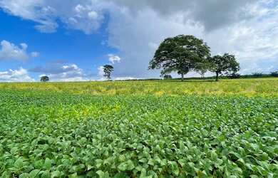 Imagem: A fazenda possui 72.600m² de Área e está localizado em Bela