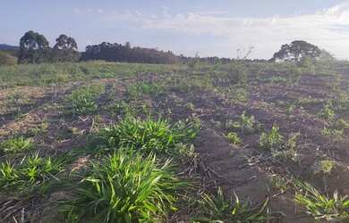 Imagem 5: Lote/Terreno para venda tem 500 metros quadrados em Jardim Imperial -...