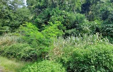 Imagem 14: Terreno, El dourado, Freguesia, Jacarépagua, RJ