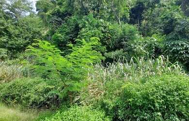 Imagem 7: Terreno, El dourado, Freguesia, Jacarépagua, RJ