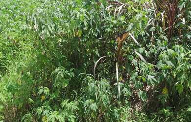 Imagem 3: Terreno 5x25 Jardim Marcelo Itaquaquecetuba