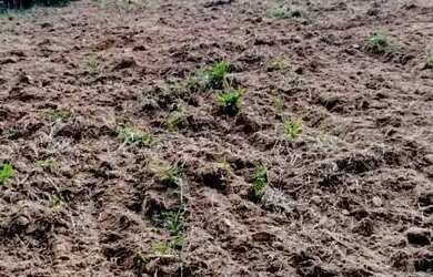 Imagem: O terreno possui 2.000m² de Área, Imóvel novo e está localizado