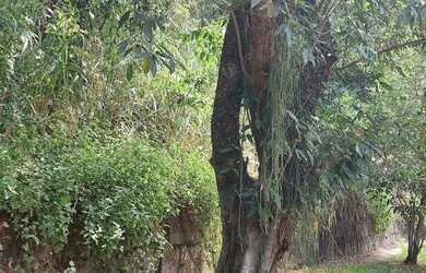 Imagem 6: Terreno, El dourado, Freguesia, Jacarépagua, RJ
