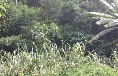 Imagem 15: Terreno, El dourado, Freguesia, Jacarépagua, RJ