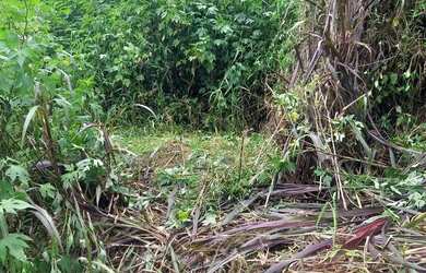 Imagem 2: Terreno 5x25 Jardim Marcelo Itaquaquecetuba