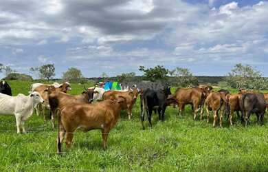 Imagem 4: FAZENDA À VENDA - 273 HECTARES - TRÊS MARIAS MG