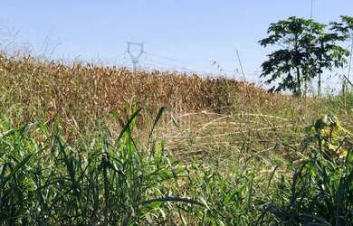Imagem 4: Chácara à venda em Santa Terezinha de Itaipu no PR