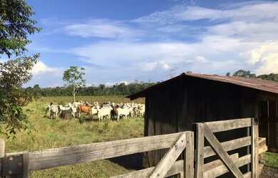 Imagem 4: Vende-se Fazenda - Iracema - RR
