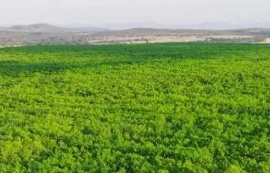 Imagem 9: Fazenda 113 alq Município de Niquelandia-Goiás